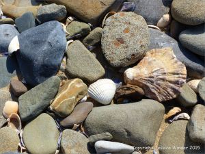 Pebbles with a cockle and an oyster shell on the beach near Whiteford Point