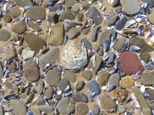 Pebbles and seashells on the beach near Whiteford Point