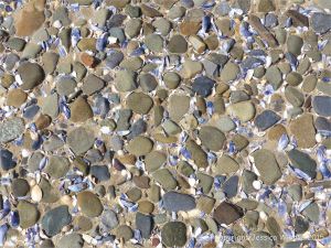 Pebbles and seashells on the beach near Whiteford Point