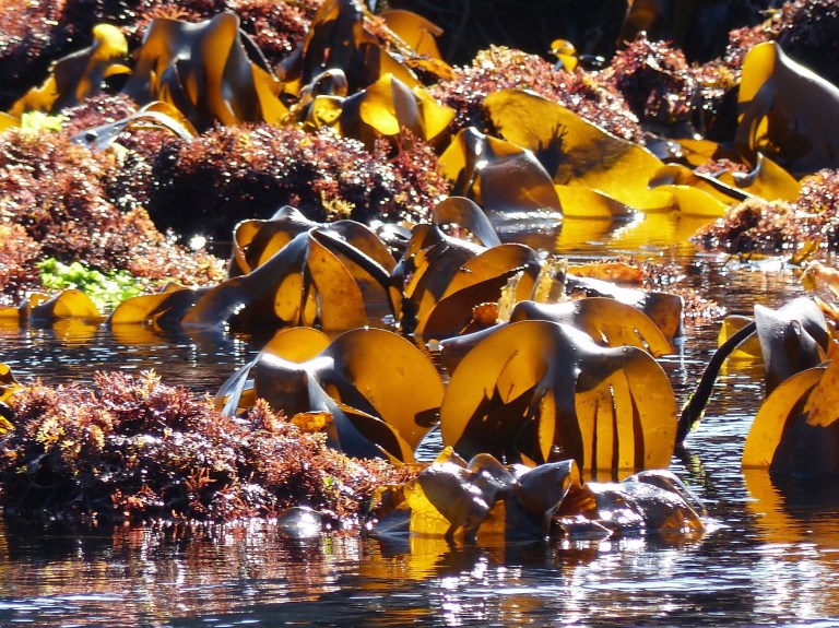 Sunlight shining through seaweed at low tide