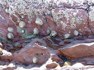Colour, texture, and pattern in Old Red Sandstone strata in South Wales