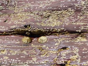 Colour, texture, and pattern in Old Red Sandstone strata in South Wales