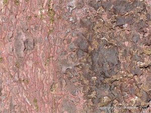 Colour, texture, and pattern in Old Red Sandstone strata in South Wales