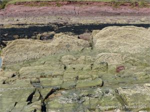 Colour, texture, and pattern in Old Red Sandstone strata in South Wales