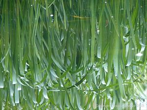 Natural abstract image of reeds reflected in water