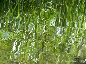 Natural abstract image of reeds reflected in water