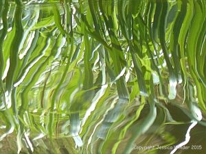 Natural abstract image of reeds reflected in water