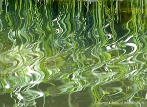 Natural abstract image of reeds reflected in water