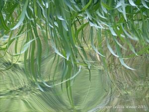 Natural abstract image of reeds reflected in water