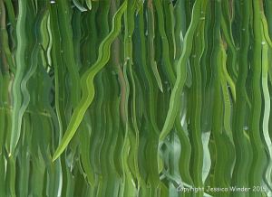 Natural abstract image of reeds reflected in water