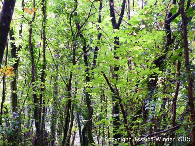 Dense thicket of young trees in late summer
