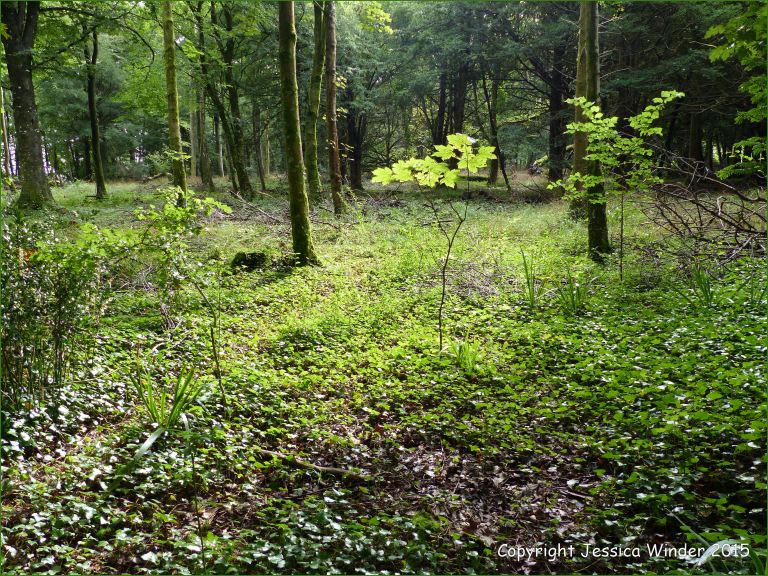 Managed area of woodland opens the area to light