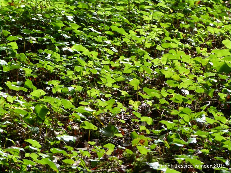 Ground cover of ivy in a Dorset woodland