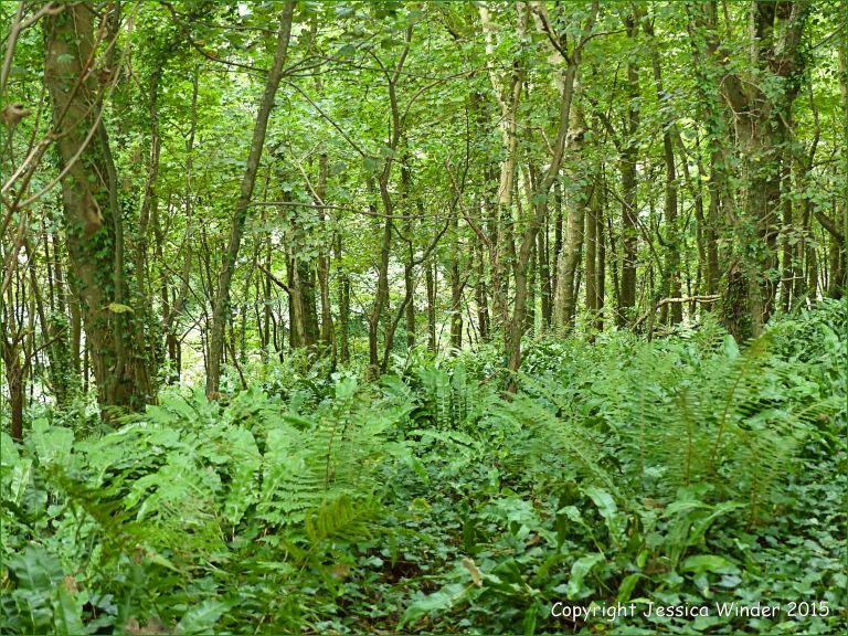 Ferns and ivy beneath the trees of a Dorset woodland
