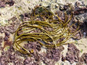 Long strands of seaweed Himanthalia elongata commonly known as Thongweed