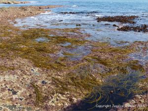 Thong Weed on the rocky shore at Winspit