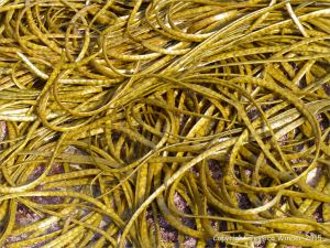 Reproductive strands of Thongweed