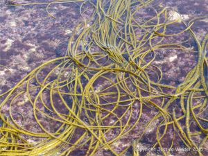 Floating long olive green fronds of Thongweed