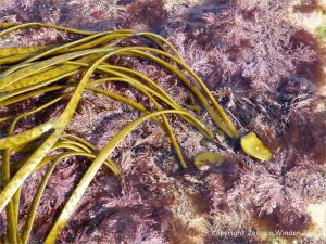 Thongweed reproductive strands attached to their vegetative discs on the rocks.