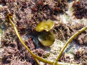 Vegetative discs to which the long reproductive strands of Thongweed are attached until released into the sea.