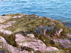 Thongweed seaweed on rocks at the water's edge in Winspit