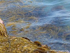 Thong weed floating in water just off the rocky ledges at Winspit