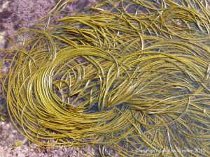 Floating Thongweed (Himanthalia elongata)