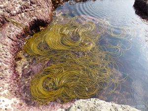 Floating Thongweed (Himanthalia elongata)