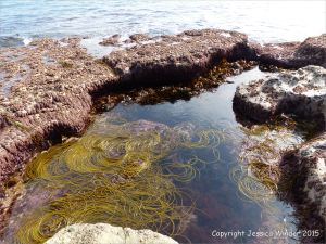 Floating Thongweed (Himanthalia elongata)