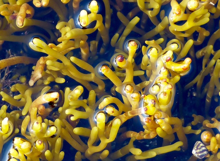 Underwater fronds of seaweed