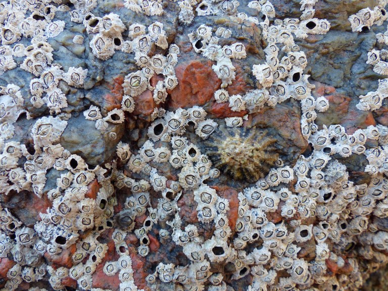Icart Gneiss metamorphic rock at Moulin Hueti in Guernsey, Channel Islands