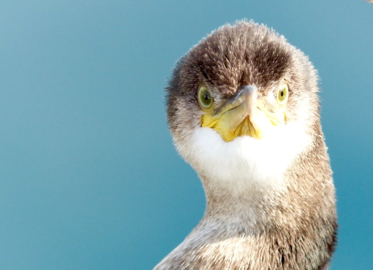 Close up photograph of a young cormorant looking straight at the camera