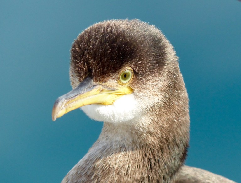 Close up photograph of a young cormorant looking straight at the camera