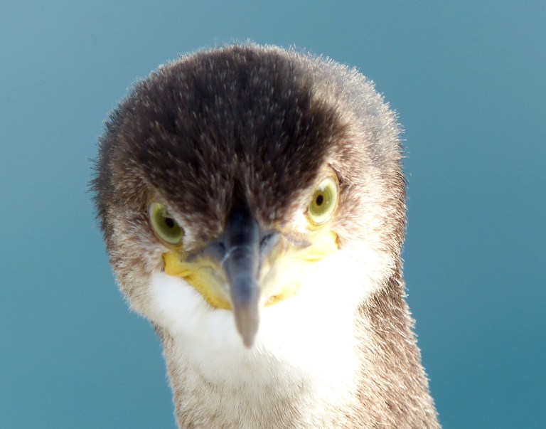 Close up photograph of a young cormorant looking straight at the camera