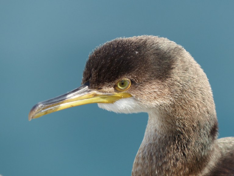 Close up photograph of a young cormorant looking straight at the camera