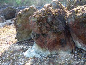 Wave-cut notch at the base of bedrock outcrops in Marble Bay