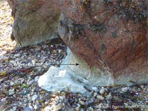 Wave-cut notch at the base of bedrock outcrops in Marble Bay
