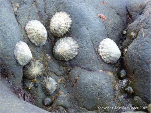 Texture of dolerite in a water-worn dyke