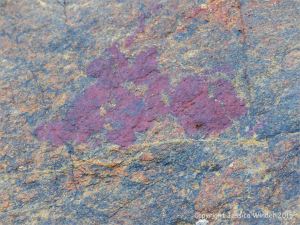 Red bio-film on weathered Icart Gneiss on the beach at Marble Bay