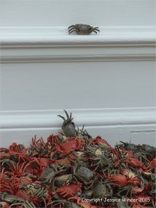 Ai Weiwei porcelain river crab installation He Xie at the Royal Academy of Arts in London