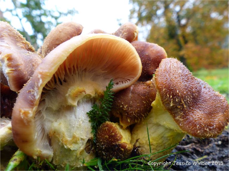 Fungus that causes decaying wood to glow in the dark