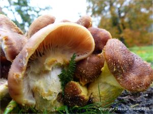 Fungus that causes decaying wood to glow in the dark
