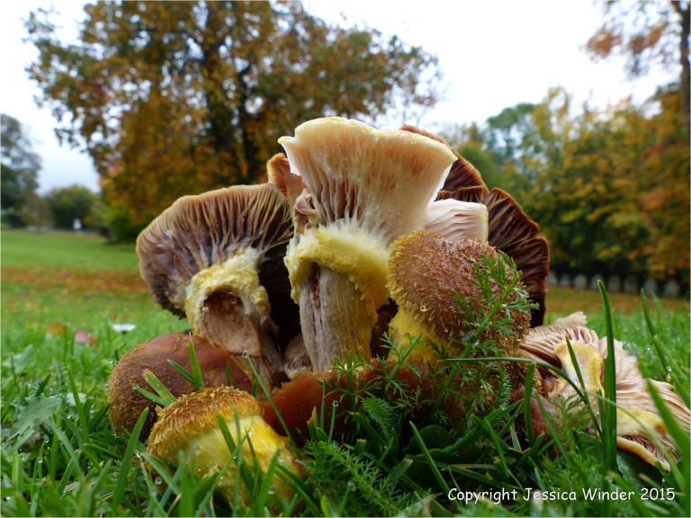 Fungus that causes decaying wood to glow in the dark
