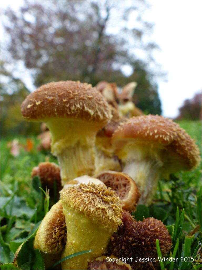 Fungus that causes decaying wood to glow in the dark
