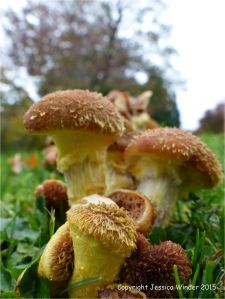 Fungus that causes decaying wood to glow in the dark