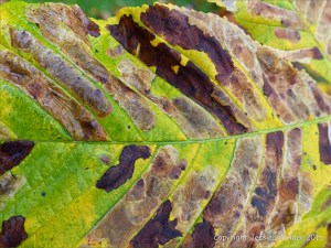 Natural patterns caused by moth caterpillar infestation in leaves