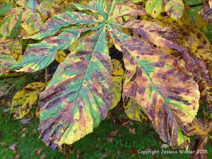 Natural patterns caused by moth caterpillar infestation in leaves