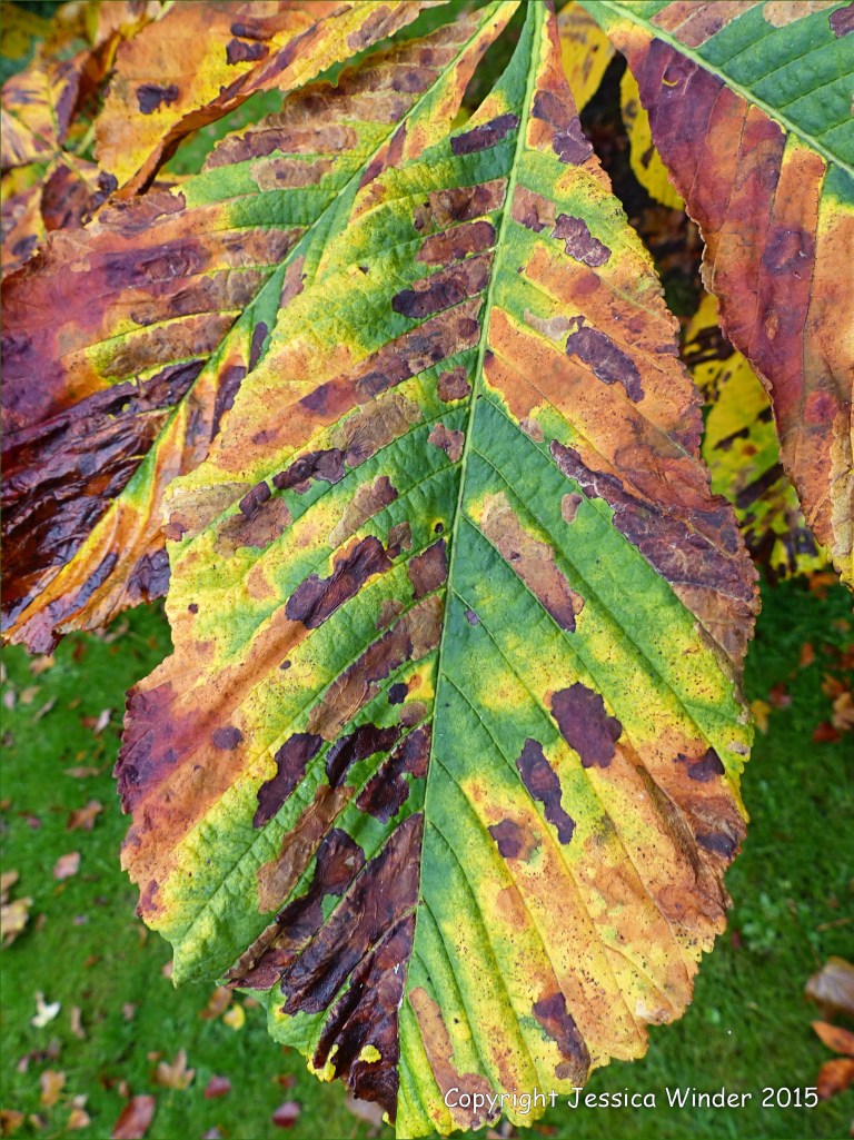 Natural patterns caused by moth caterpillar infestation in leaves