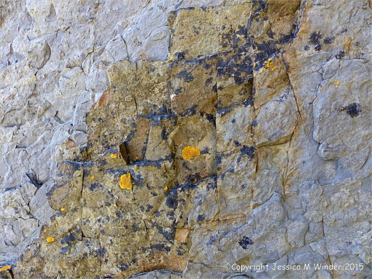 Close-up detail of Carboniferous Avon Group limestone rock strata on the seashore at Church Doors on the South Pembrokeshire Coast in Wales
