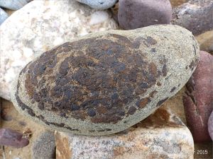 A beach stone with iron nodules on the Gower Peninsula in South Wales